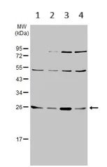 Western blot - Anti-Sigma1-receptor antibody (AB151288)