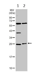 Western blot - Anti-Sigma1-receptor antibody (AB151288)