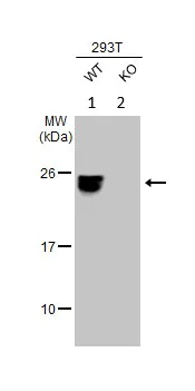 Western blot - Anti-Sigma1-receptor antibody (AB151288)