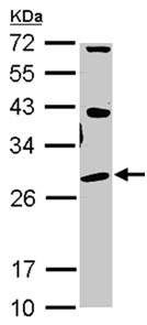 Western blot - Anti-Sigma1-receptor antibody (AB151288), expandable thumbnail