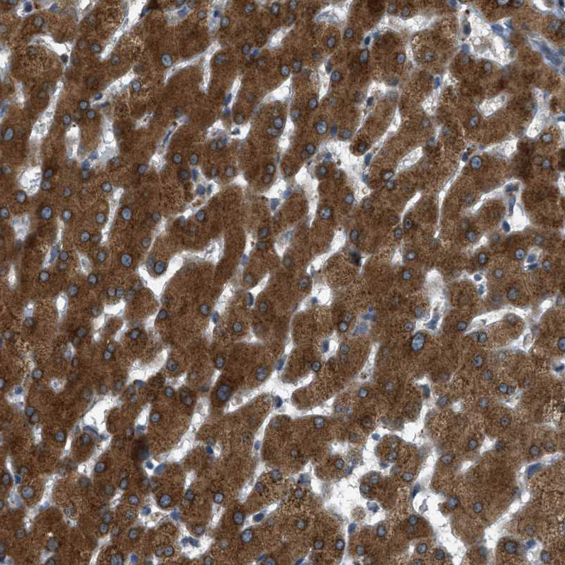 Immunohistochemistry (Formalin/PFA-fixed paraffin-embedded sections) - Anti-Sigma1-receptor antibody (AB223702), expandable thumbnail