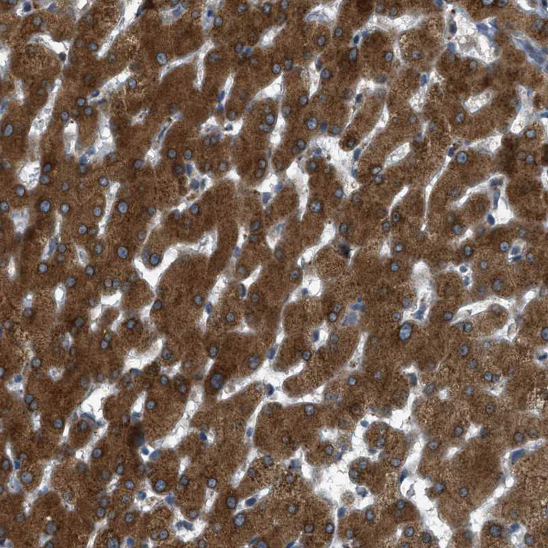 Immunohistochemistry (Formalin/PFA-fixed paraffin-embedded sections) - Anti-Sigma1-receptor antibody (AB223702)