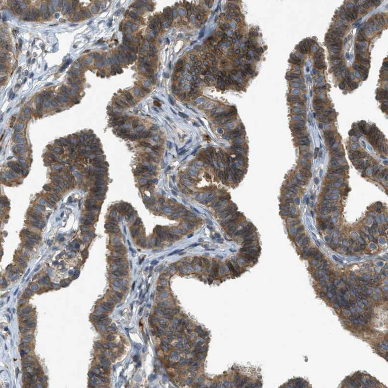 Immunohistochemistry (Formalin/PFA-fixed paraffin-embedded sections) - Anti-Sigma1-receptor antibody (AB223702)