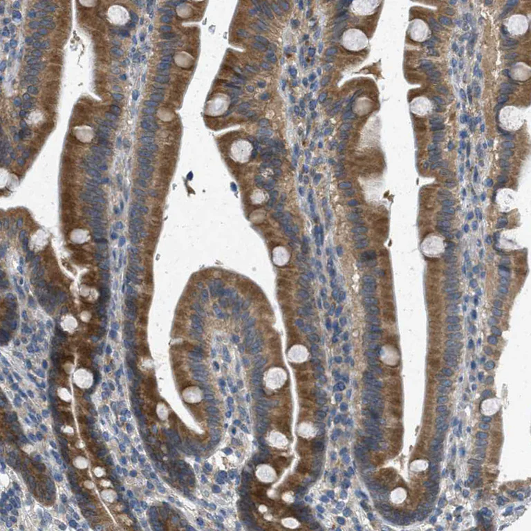 Immunohistochemistry (Formalin/PFA-fixed paraffin-embedded sections) - Anti-Sigma1-receptor antibody (AB223702)