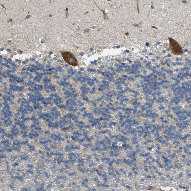 Immunohistochemistry (Formalin/PFA-fixed paraffin-embedded sections) - Anti-Sigma1-receptor antibody (AB223702), expandable thumbnail