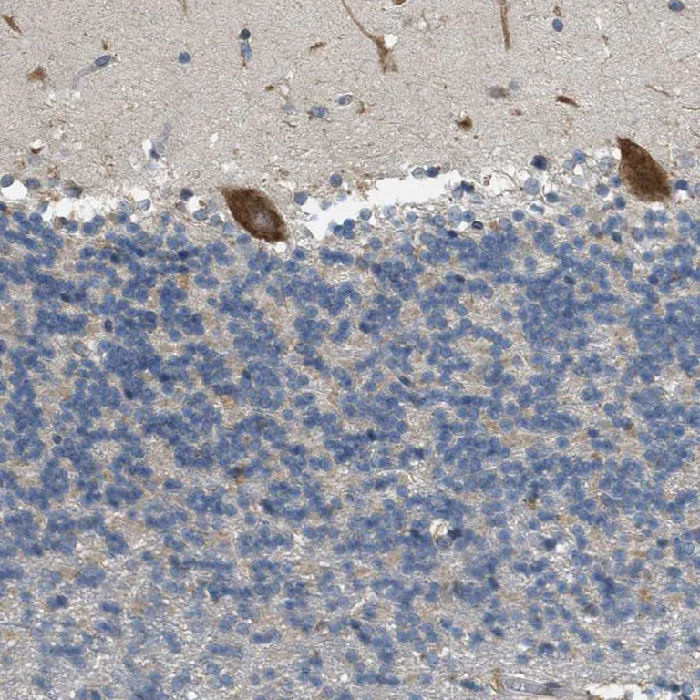 Immunohistochemistry (Formalin/PFA-fixed paraffin-embedded sections) - Anti-Sigma1-receptor antibody (AB223702)