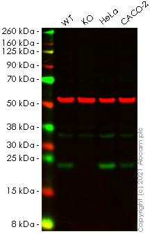 Western blot - Anti-Sigma1-receptor antibody (AB223702), expandable thumbnail