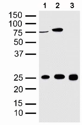 Western blot - Anti-Sigma1-receptor antibody - C-terminal (AB53852)