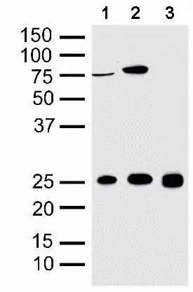 Western blot - Anti-Sigma1-receptor antibody - C-terminal (AB53852)
