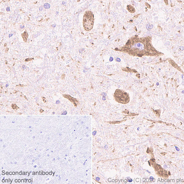 Immunohistochemistry (Formalin/PFA-fixed paraffin-embedded sections) - Anti-Sigma1-receptor antibody [EPR23266-69] (AB253192)