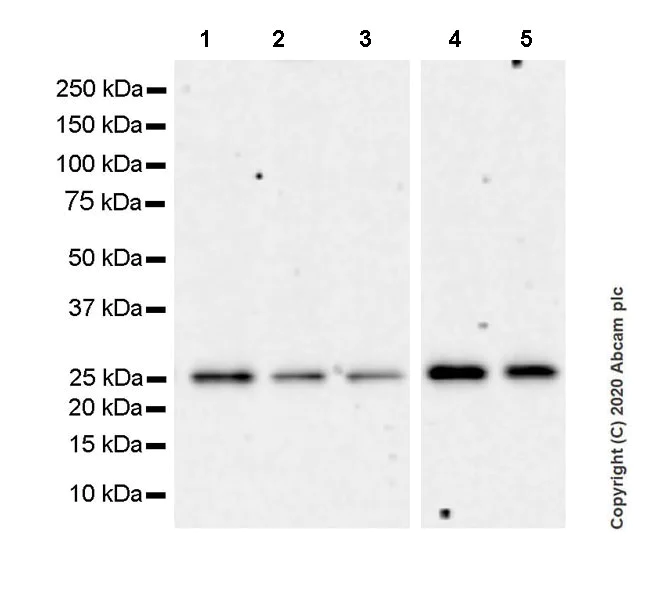 Western blot - Anti-Sigma1-receptor antibody [EPR23266-69] (AB253192)