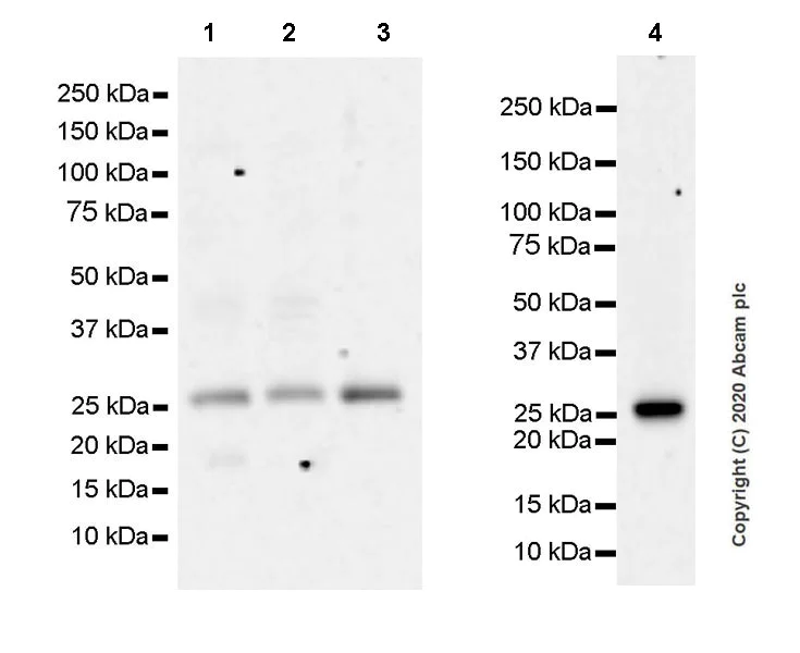 Western blot - Anti-Sigma1-receptor antibody [EPR23266-69] (AB253192)