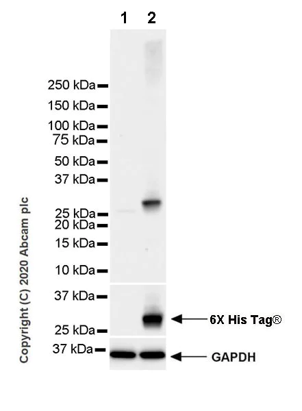 Western blot - Anti-Sigma1-receptor antibody [EPR23266-69] (AB253192)