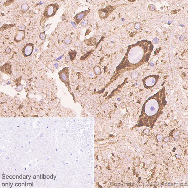 Immunohistochemistry (Formalin/PFA-fixed paraffin-embedded sections) - Anti-Sigma1-receptor antibody [EPR23266-69] - BSA and Azide free (AB273058)