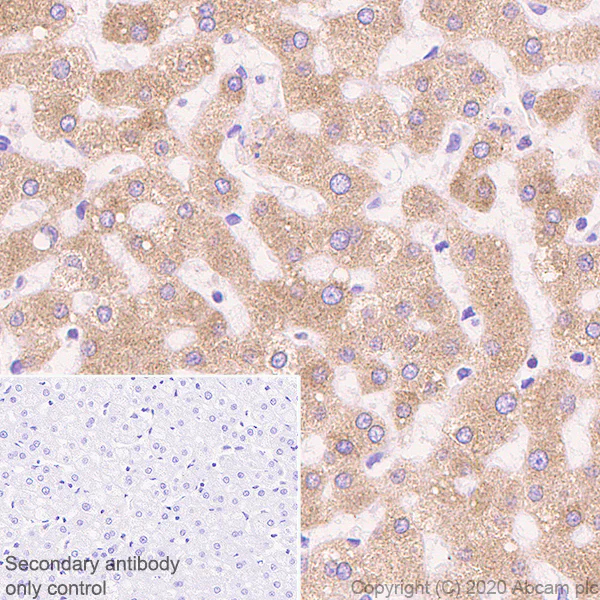 Immunohistochemistry (Formalin/PFA-fixed paraffin-embedded sections) - Anti-Sigma1-receptor antibody [EPR23266-69] - BSA and Azide free (AB273058)