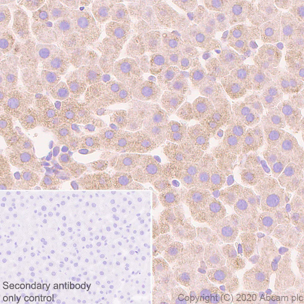 Immunohistochemistry (Formalin/PFA-fixed paraffin-embedded sections) - Anti-Sigma1-receptor antibody [EPR23266-69] - BSA and Azide free (AB273058)