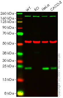 Western blot - Anti-Sigma1-receptor antibody [EPR23266-69] - BSA and Azide free (AB273058)