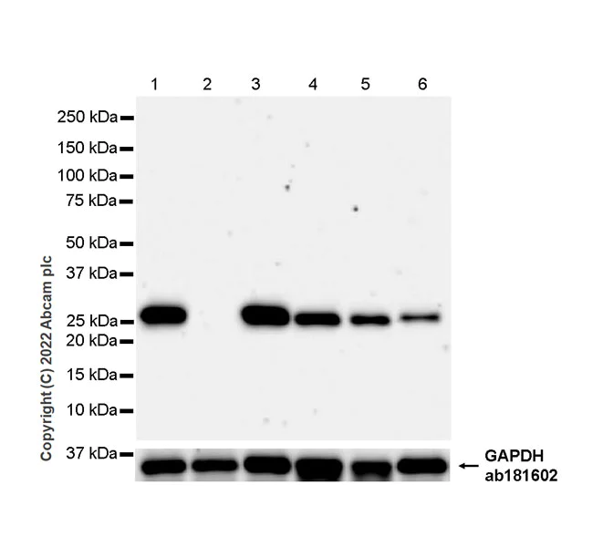 Western blot - Anti-Sigma1-receptor antibody [EPR25145-11] (AB307548)