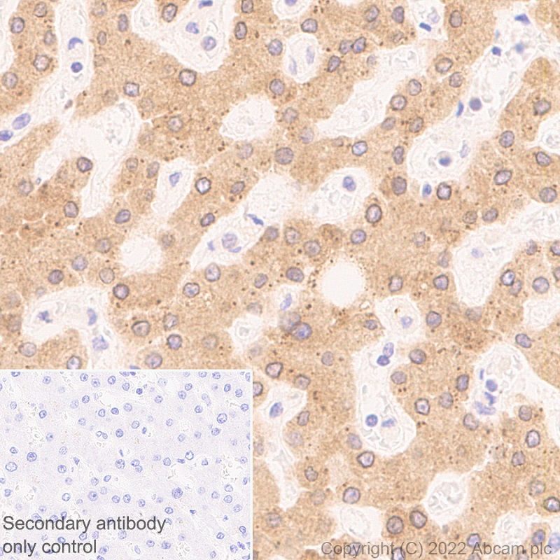 Immunohistochemistry (Formalin/PFA-fixed paraffin-embedded sections) - Anti-Sigma1-receptor antibody [EPR25145-11] - BSA and Azide free (ab307549), expandable thumbnail