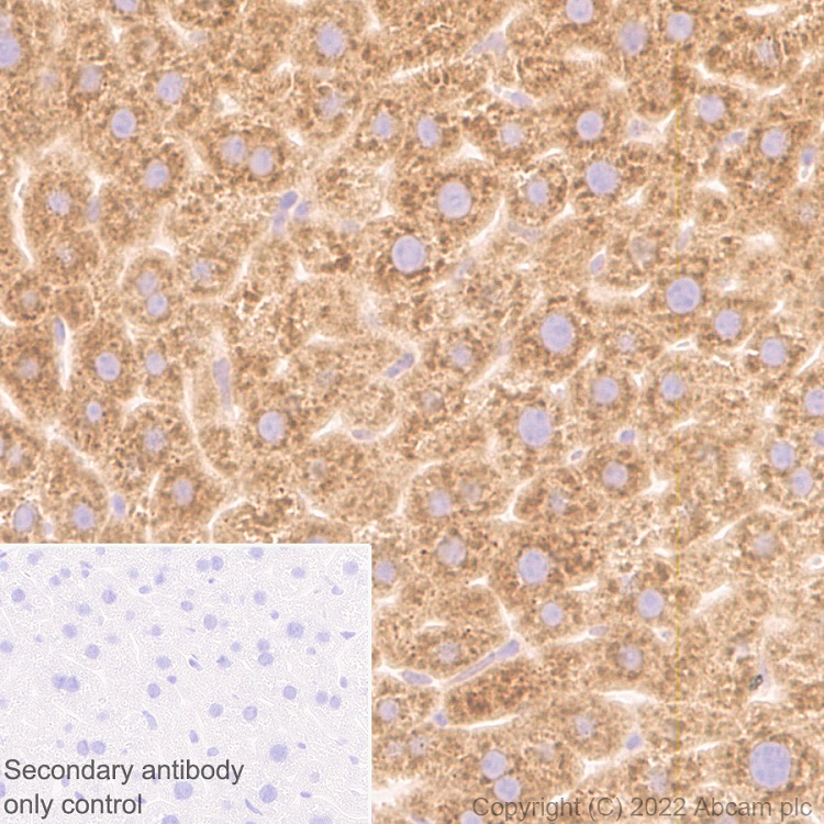 Immunohistochemistry (Formalin/PFA-fixed paraffin-embedded sections) - Anti-Sigma1-receptor antibody [EPR25145-11] - BSA and Azide free (AB307549), expandable thumbnail
