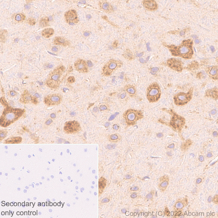 Immunohistochemistry (Formalin/PFA-fixed paraffin-embedded sections) - Anti-Sigma1-receptor antibody [EPR25145-11] - BSA and Azide free (AB307549), expandable thumbnail