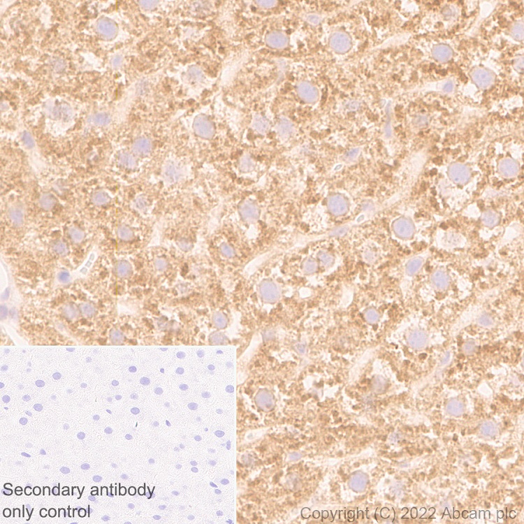 Immunohistochemistry (Formalin/PFA-fixed paraffin-embedded sections) - Anti-Sigma1-receptor antibody [EPR25145-11] - BSA and Azide free (AB307549), expandable thumbnail