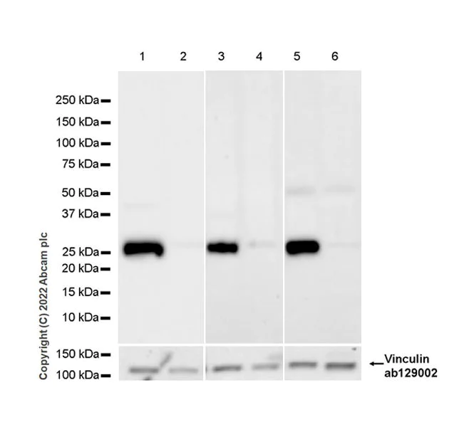 Western blot - Anti-Sigma1-receptor antibody [EPR25145-11] - BSA and Azide free (AB307549)
