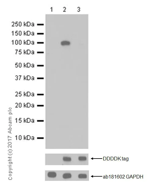Anti-SIK1 (phospho T182) + SIK2 (phospho T175) + SIK3 (phospho