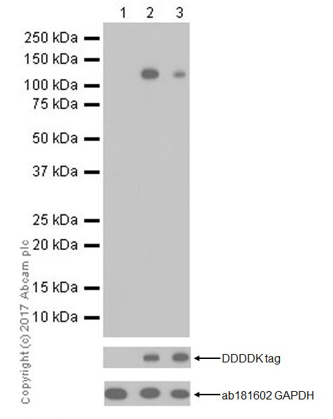 Western blot - Anti-SIK1 (phospho T182) + SIK2 (phospho T175) + SIK3 (phospho T163) antibody [EPR19196] (AB199474)