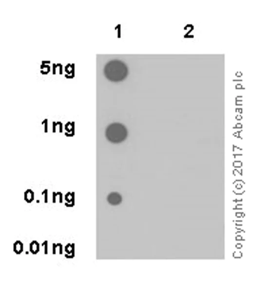 Dot Blot - Anti-SIK1 (pT182) + SIK2 (pT175) + SIK3 (pT163) antibody [EPR19196] - BSA and Azide free (AB271963)