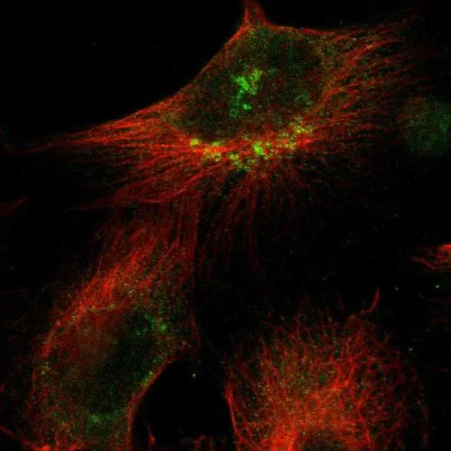 Immunocytochemistry/ Immunofluorescence - Anti-SIK2 antibody (AB244350)