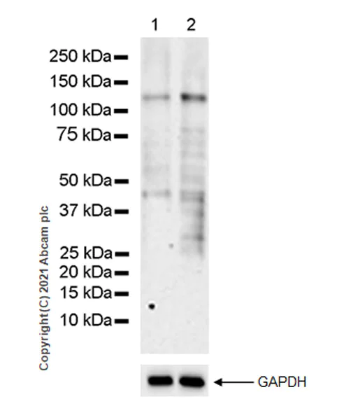 Western blot - Anti-SIK2 antibody [EPR22722-23] (AB245211)