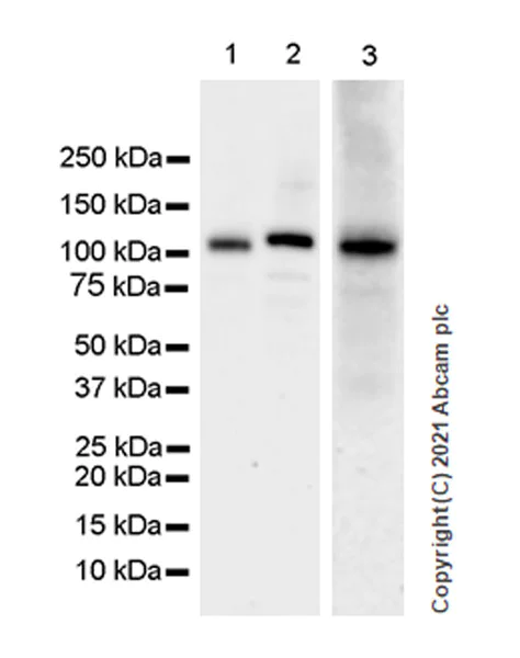 Western blot - Anti-SIK2 antibody [EPR22722-23] (AB245211)