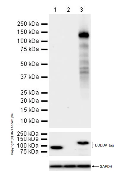 Western blot - Anti-SIK2 antibody [EPR22722-23] (AB245211)