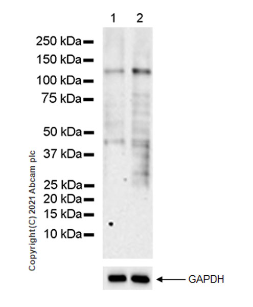 Western blot - Anti-SIK2 antibody [EPR22722-23] - BSA and Azide free (AB280575), expandable thumbnail