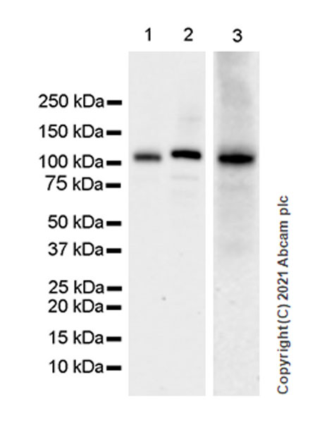 Western blot - Anti-SIK2 antibody [EPR22722-23] - BSA and Azide free (AB280575), expandable thumbnail