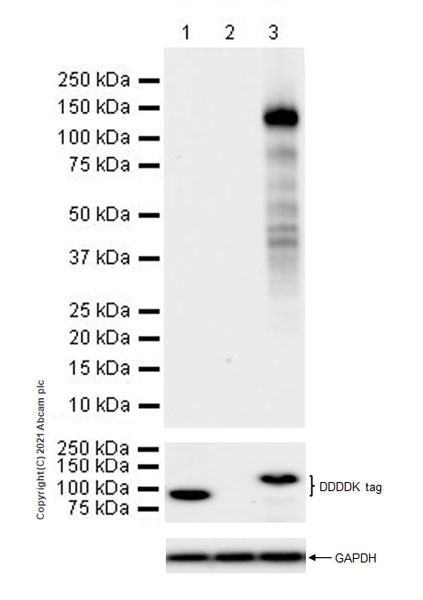 Western blot - Anti-SIK2 antibody [EPR22722-23] - BSA and Azide free (AB280575), expandable thumbnail