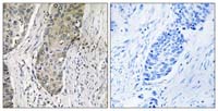 Immunohistochemistry (Formalin/PFA-fixed paraffin-embedded sections) - Anti-SIK3 antibody (AB110987)