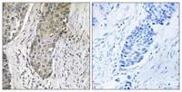 Immunohistochemistry (Formalin/PFA-fixed paraffin-embedded sections) - Anti-SIK3 antibody (AB110987)