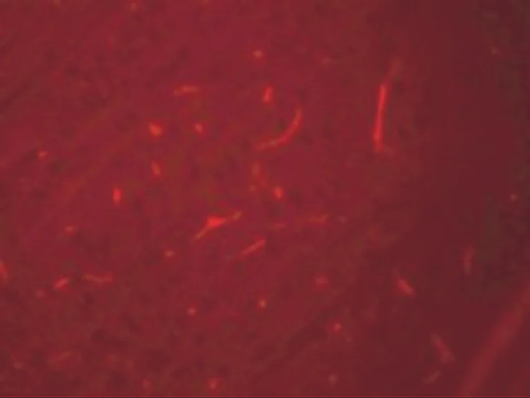 Immunocytochemistry/ Immunofluorescence - Anti-SIK3 antibody (AB254568)