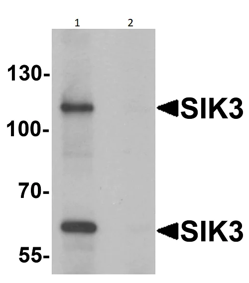 Western blot - Anti-SIK3 antibody (AB254568)