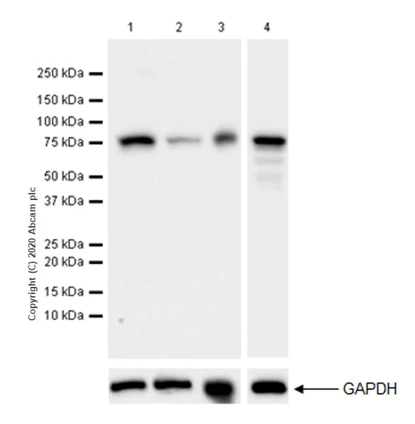 Western blot - Anti-SIK3 antibody [EPR20880-249] (AB227044)