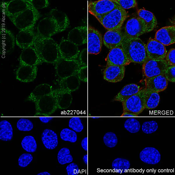 Immunocytochemistry/ Immunofluorescence - Anti-SIK3 antibody [EPR20880-249] - BSA and Azide free (AB283508)