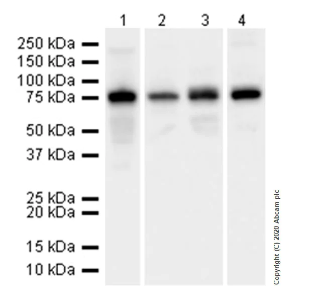 Western blot - Anti-SIK3 antibody [EPR20880-249] - BSA and Azide free (AB283508)