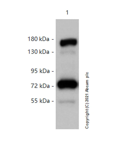 Western blot - Anti-SIK3 antibody [EPR20880-249] - BSA and Azide free (AB283508)
