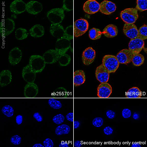 Immunocytochemistry/ Immunofluorescence - Anti-SIK3 antibody [EPR23554-71] (AB255701)