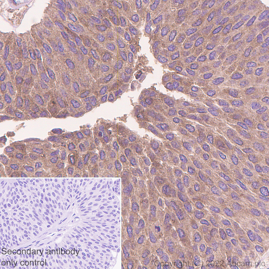 Immunohistochemistry (Formalin/PFA-fixed paraffin-embedded sections) - Anti-SIK3 antibody [EPR23554-71] (AB255701)