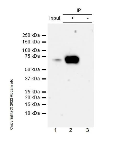 Immunoprecipitation - Anti-SIK3 antibody [EPR23554-71] (AB255701)
