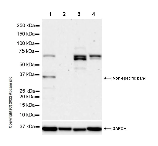 Western blot - Anti-SIK3 antibody [EPR23554-71] (AB255701)