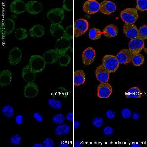 Immunocytochemistry/ Immunofluorescence - Anti-SIK3 antibody [EPR23554-71] - BSA and Azide free (AB290756), expandable thumbnail